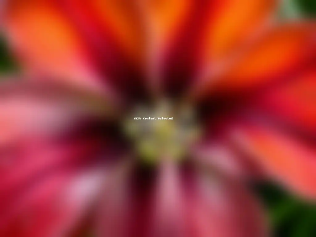 Detalle asombroso de capullo de hibisco carmesí con rocío, mostrando su textura y colores, evocando la historia culinaria de la Flor de Jamaica