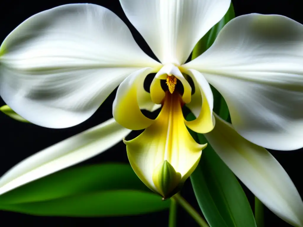 Detalle de una flor de orquídea de vainilla con sus pétalos blancos, hojas verdes y vainas de vainilla emergentes