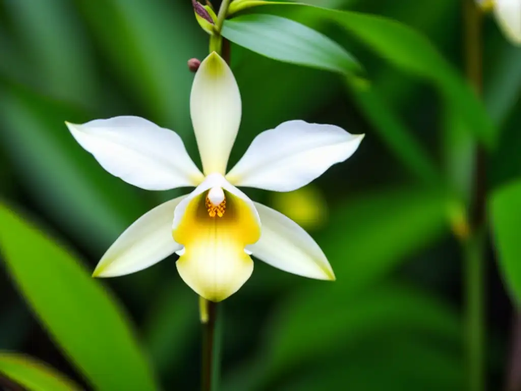 Detalle de orquídea de vainilla en Madagascar, resaltando su belleza y la relevancia cultural de su historia