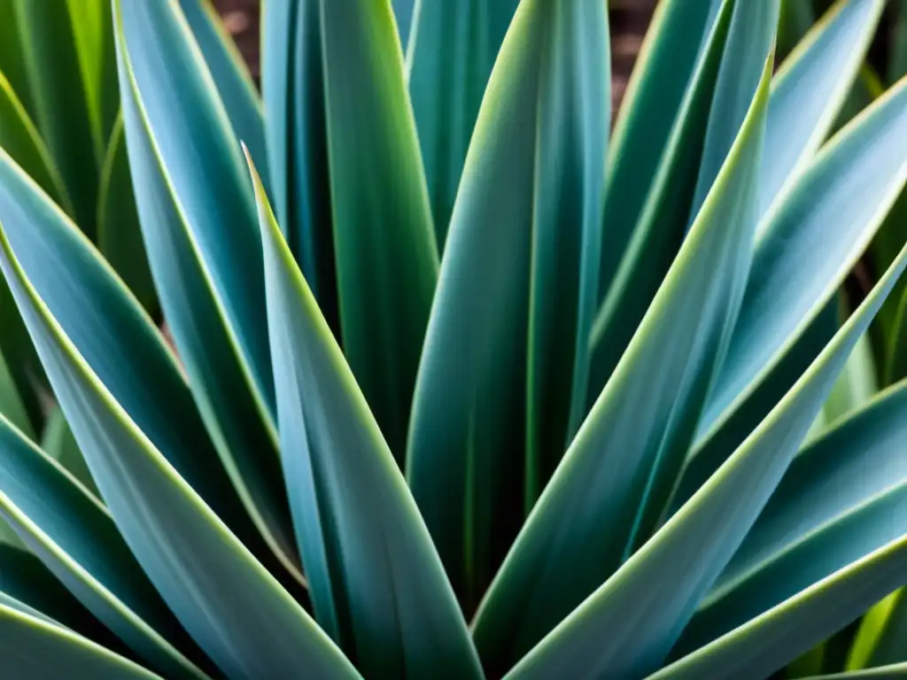 Detalles asombrosos de una planta de agave azul, simbolizando la historia del mezcal y tequila